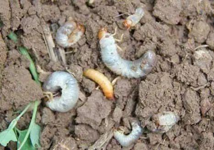 【 玩 家 必 看 实 操 】 “ 6 6 红 中 麻 将 有 挂 吗 有 的 ” ( 果 然 有 透 视 挂 ) 【 玩 家 必 看 实 操 】 “ 6 6 红 中 麻 将 有 挂 吗 有 的 ” ( 果 然 有 透 视 挂 )