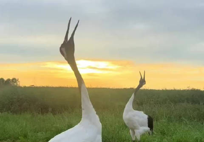 【最新科普】野鹤醉烟尘开挂会不会被检测出来(确实真的有挂) 【最新科普】野鹤醉烟尘开挂会不会被检测出来(确实真的有挂)