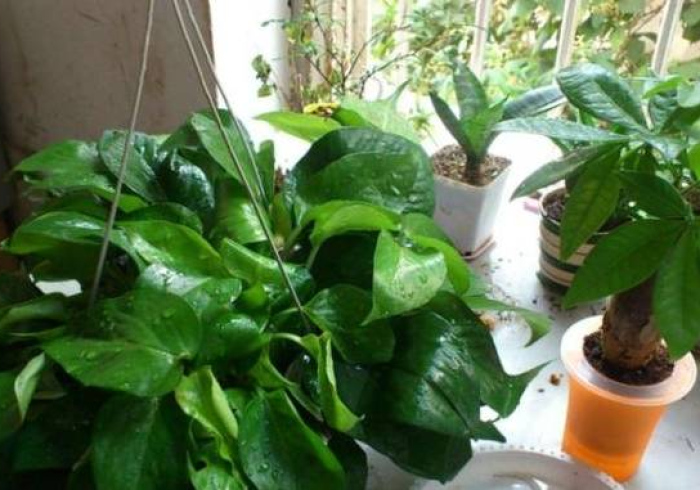 实测辅助“wepoker轻量版透视挂教程(透视)全程揭秘开挂教程