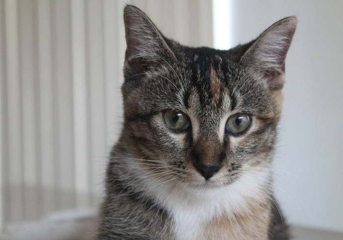 玩家实测“闲来陕西麻将外卦神器下载(透视)太坑人了,曝光透视猫腻 玩家实测“闲来陕西麻将外卦神器下载(透视)太坑人了,曝光透视猫腻